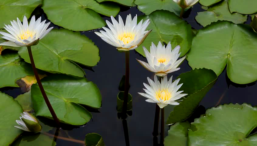 lotus-flower